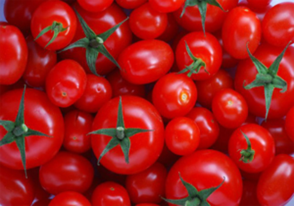 تولید گوجه فرنگی در گلخانه