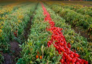 تولید گوجه‌فرنگی در زمین کشاورزی