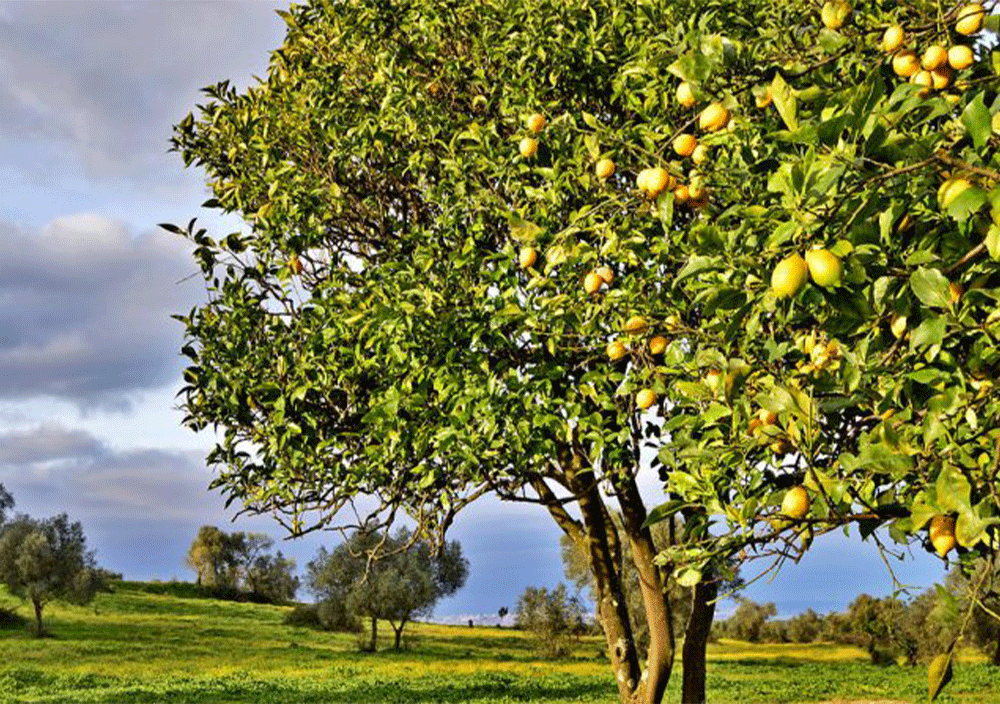 آموزش کاشت درخت لیمو ترش در باغ
