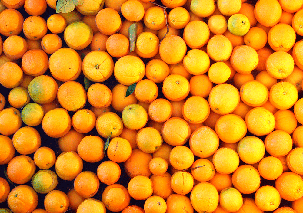 نحوه کشت و پرورش پرتقال