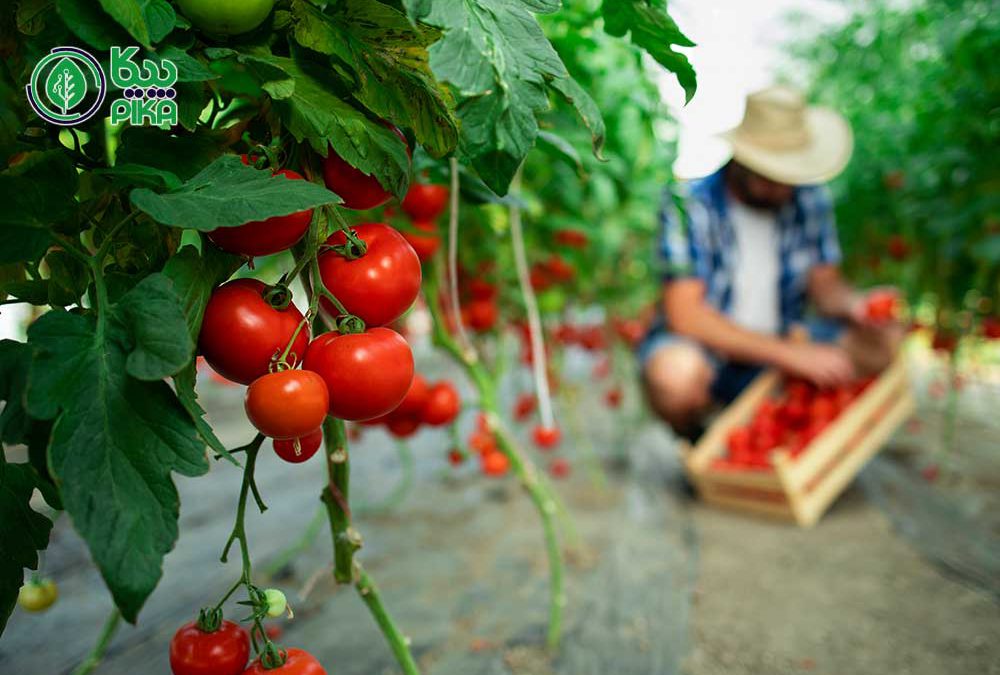 تولید گوجه‌فرنگی در زمین کشاورزی