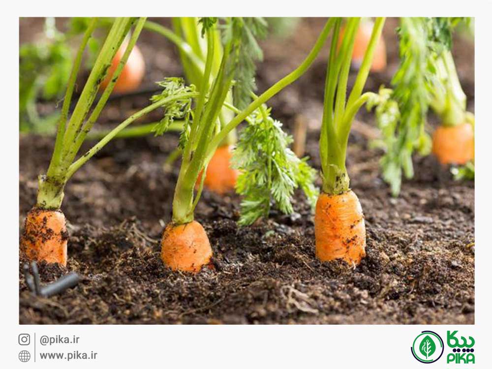 
										نگهداری هویج در خاک						