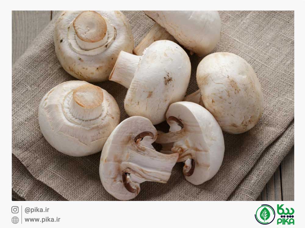 
										mushroom vitamin d						