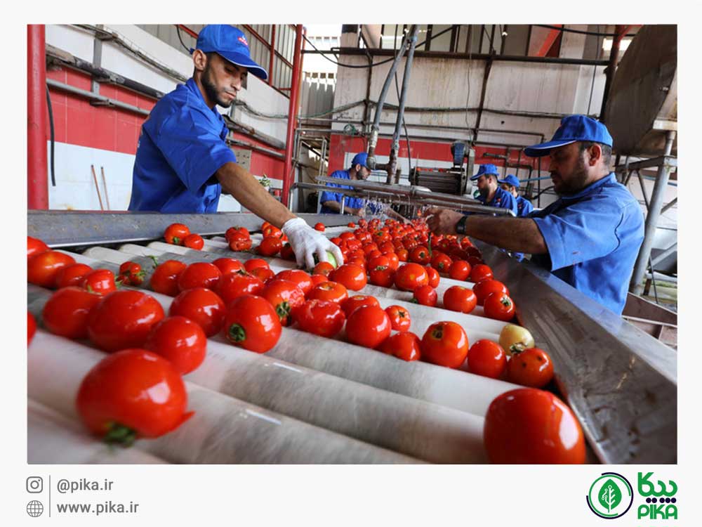 
										سود تولید رب گوجه فرنگی						